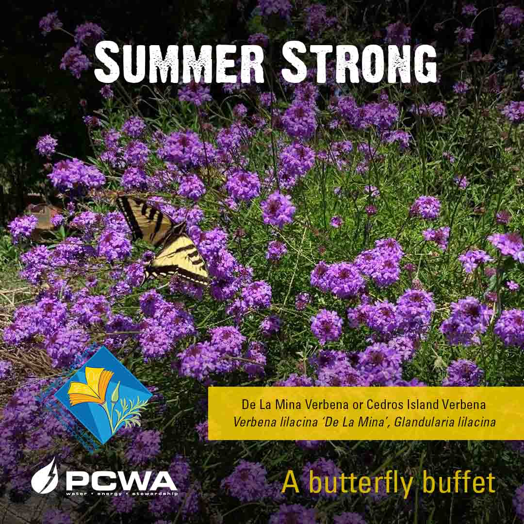 Are your plants Summer Strong?