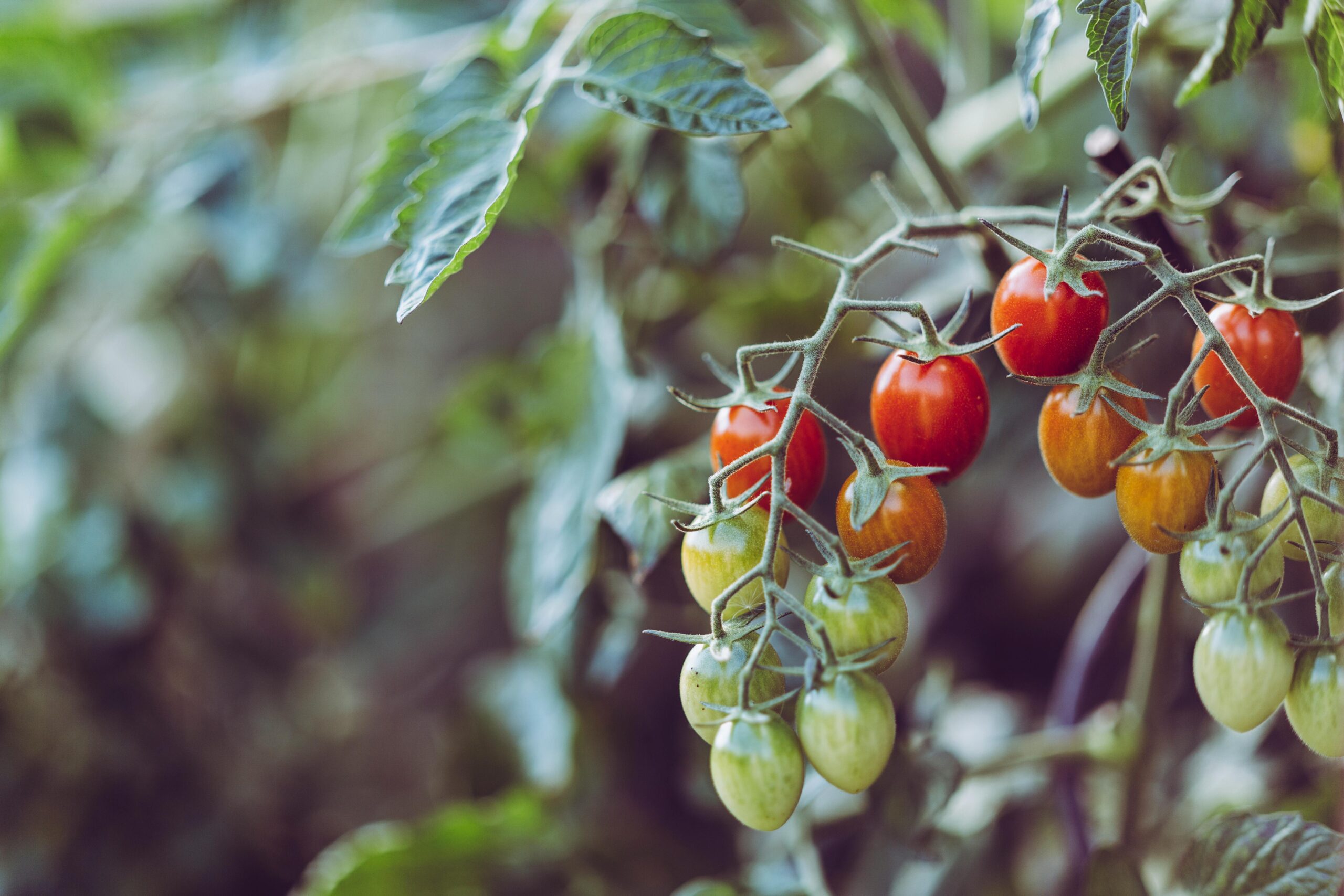 The Power of Shade: Help Your Trees Thrive This Summer