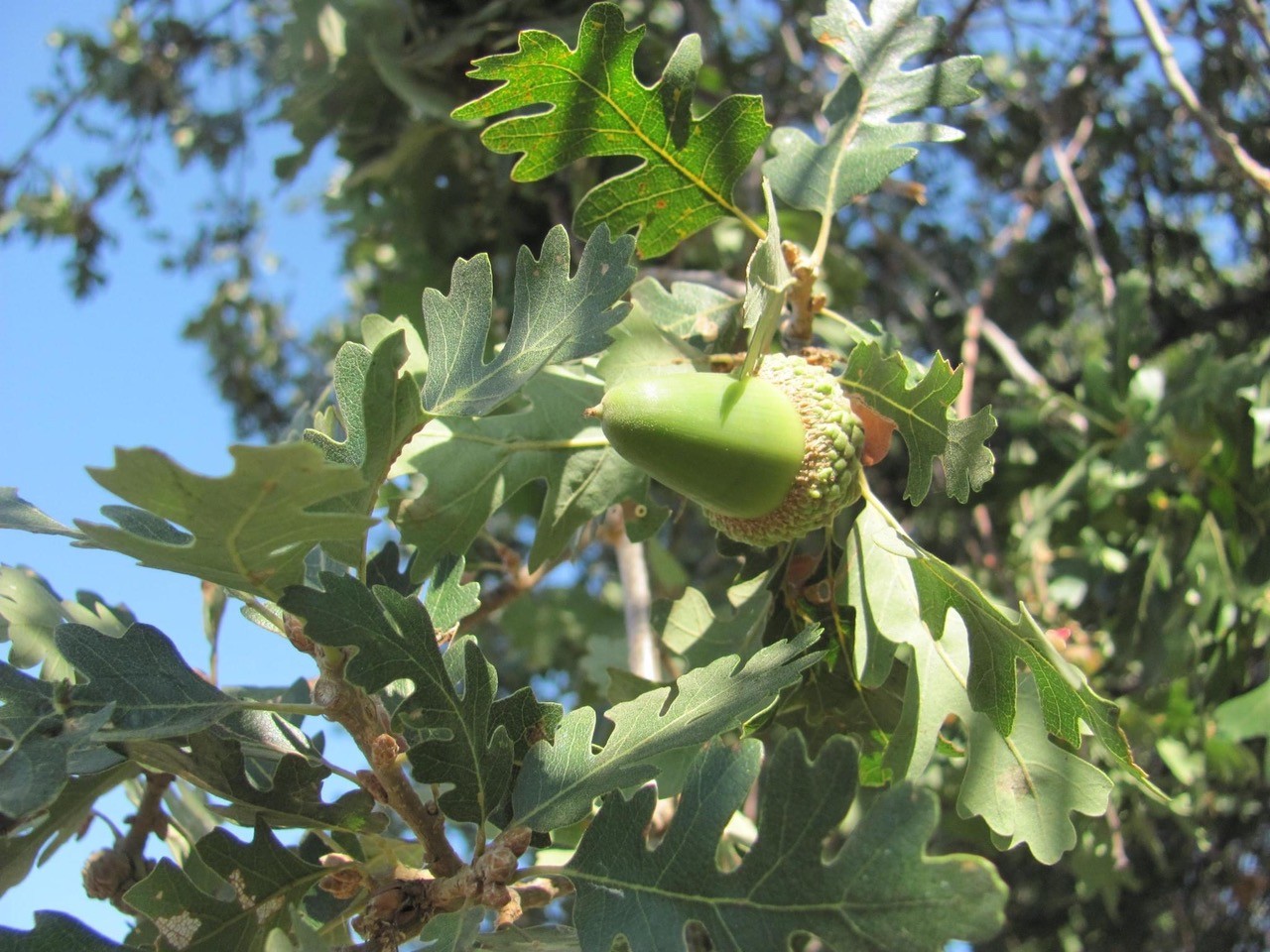 Plant Natives This Fall: Color for You, Food for Wildlife
