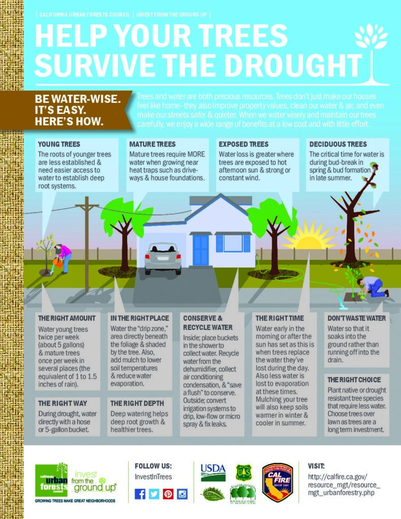Help Your Trees Survive the Drought