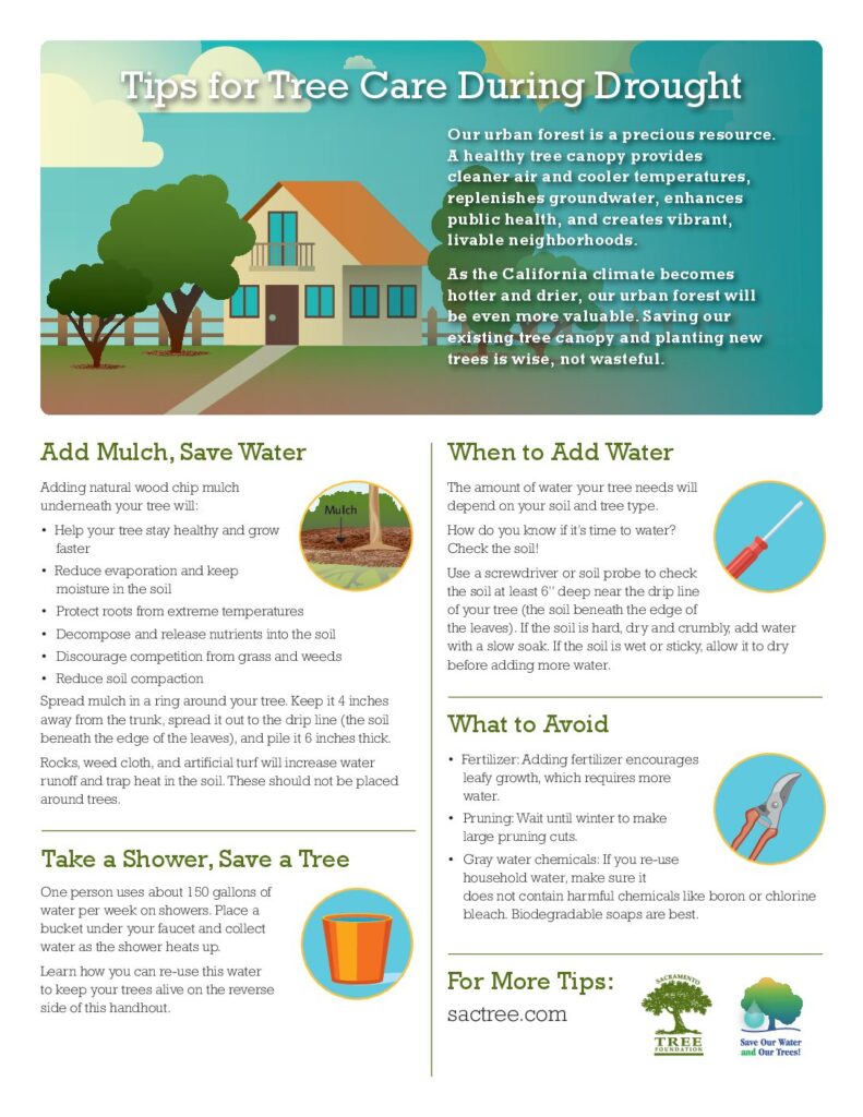 Tips for Tree Care During Drought